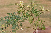 Moringa_tree