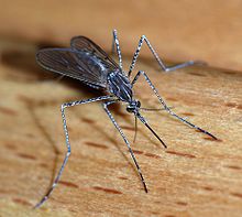 Mosquito_Japanese Encephalitis