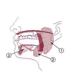 Salivary-gland-cancer