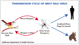 west nile virus we heal