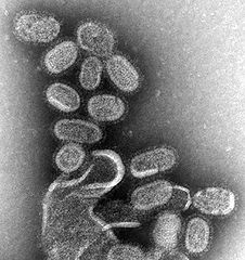 influenza_virus